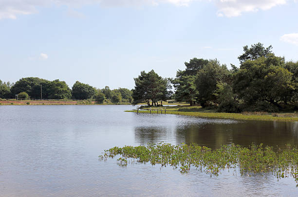 istock View of Hatchet in the New Forest 617397710