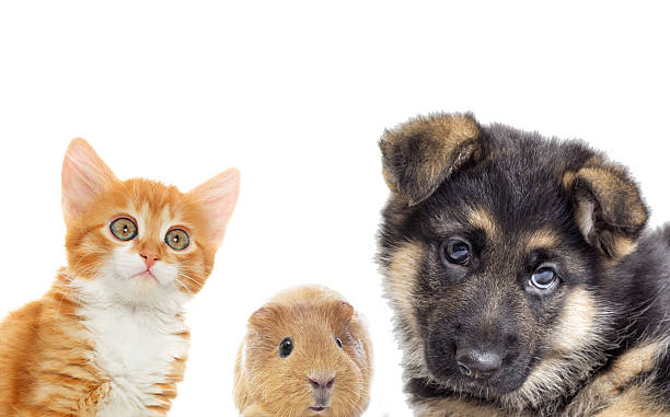 istock Puppy and kitten and guinea pig 617398058