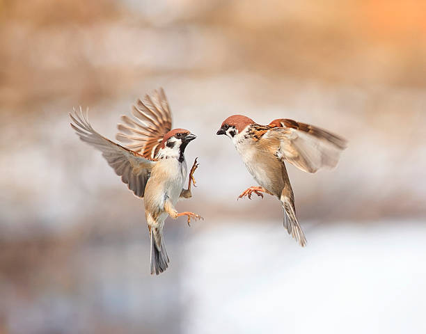 istock birds  flitting in the air and arguing 617398336