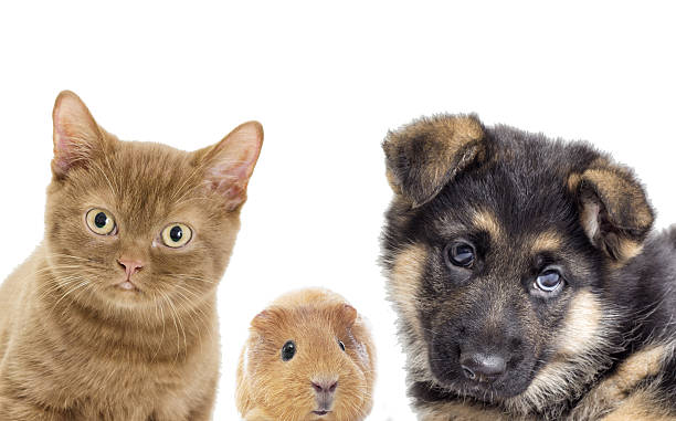 istock Puppy and kitten and guinea pig 617398518