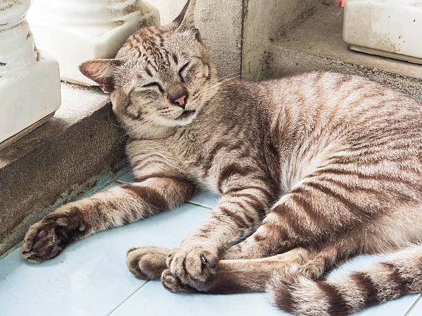 Cat sleeping stock photo