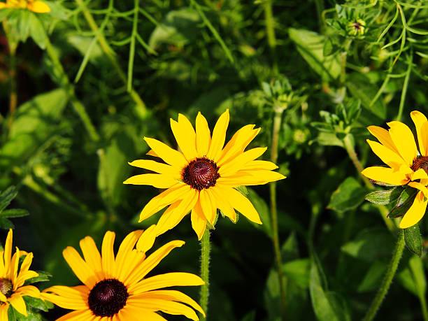 istock Rudbeckia fulgida 'Goldstrum' (orange coneflower) 617562594