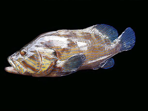 istock Fresh grouper fish isolated on black 617562900