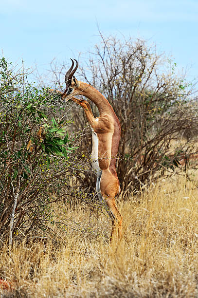 istock Giraffidae antelope gerenuk 617563768