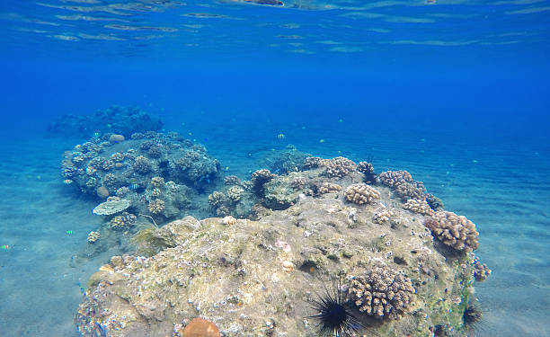 istock Deep sea and coral reef 617564416