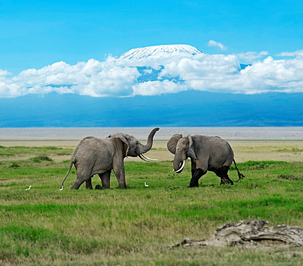 istock Elephants in the savannah 617564532