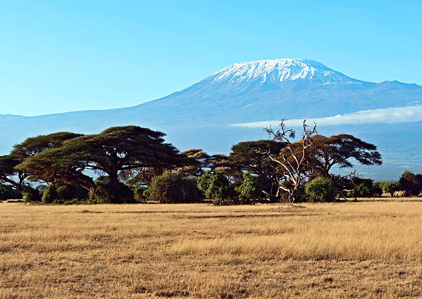 istock African savanna in Kenya 617565878