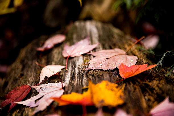 Leaves on a log in the fall season in a canadian park.