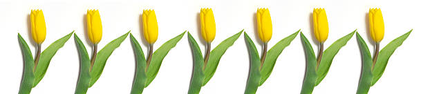 istock panorama yellow tulips on a white 617567100