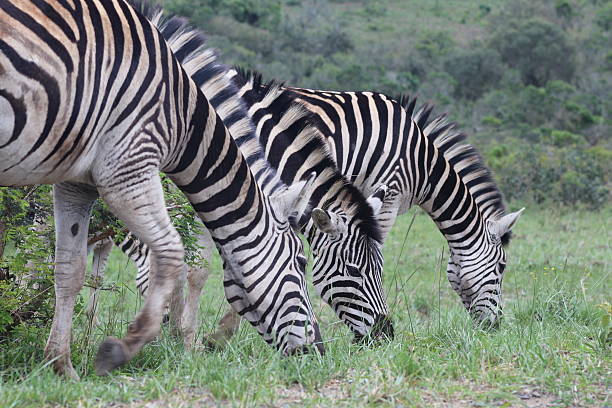istock Trio of Zebras 617567186