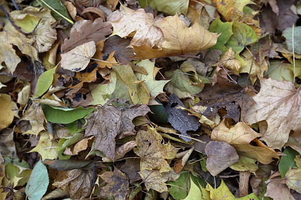 istock Texture of autumn leaves 617567438