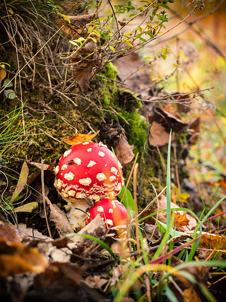 istock Red fly agaric or amanita muscaria, vertical 617567558