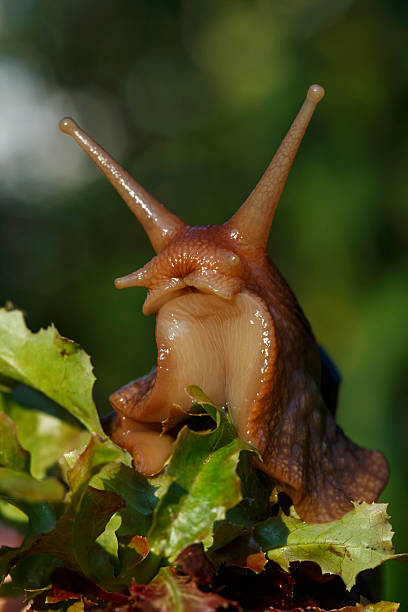 istock the big Achatina snail 617569452