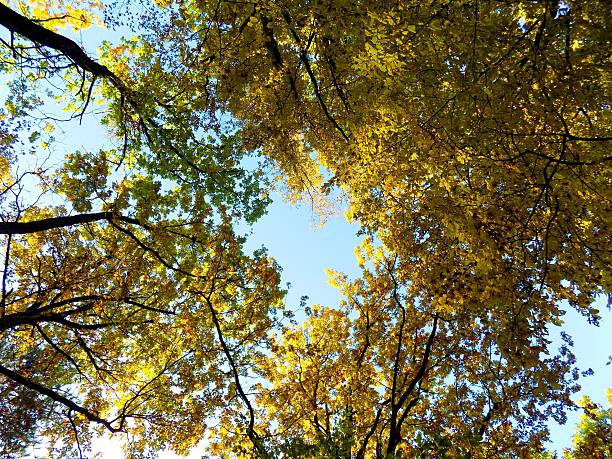 istock Colorful leaves on deciduous trees in park during autumn 617569708