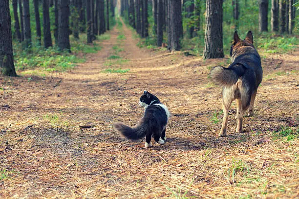 Photo of Dog and cat outdoors in autumn forest back to camera