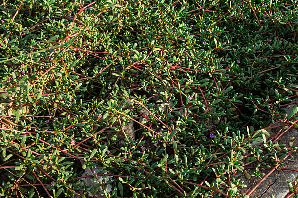 istock green of the grass 617570814