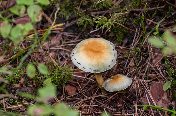 istock Macro Close-up of a wild mushroom 617572264