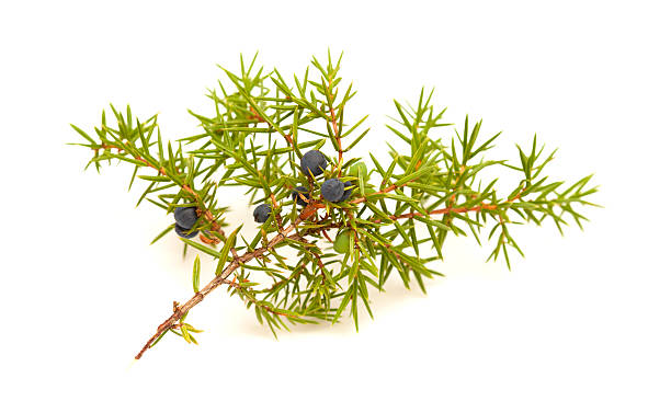 istock common juniper twig with ripe and unripe berries 617573120