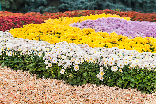 background of colorful fresh chrysanthemums on a sunny day.