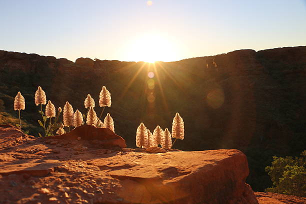salida del sol en king's canyon - northern territory fotografías e imágenes de stock