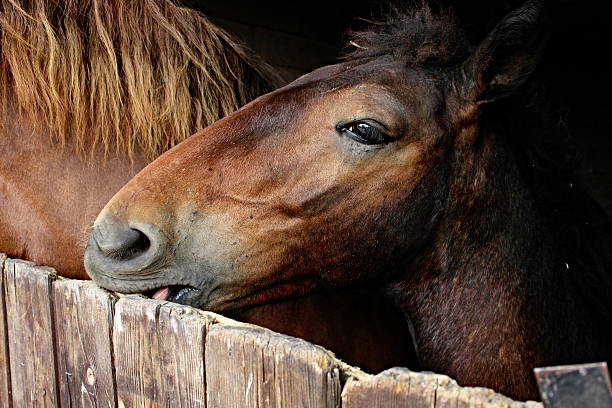 istock Head baby horse. 617576430