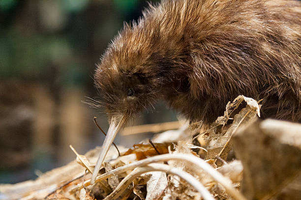 Kiwi Bird stock photo