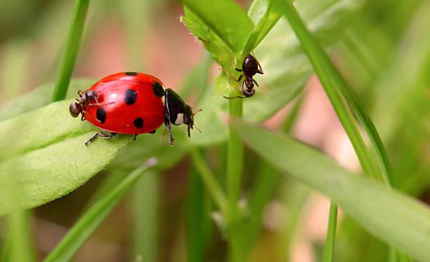 istock Ladybug and ants on a green blade 617581554