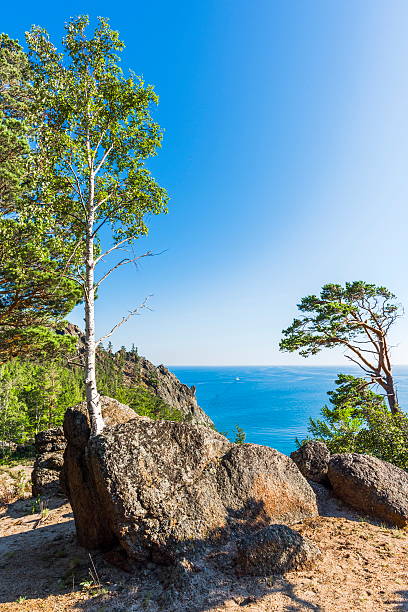 istock The trees grow right on the rocks 617583088