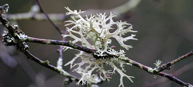 Close up of lichen on twigs