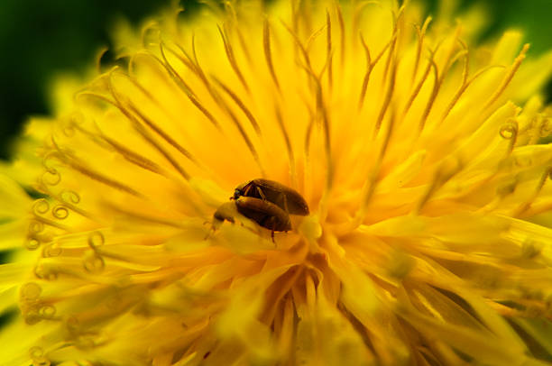istock Yellow flower dandelion and bee. 617584746