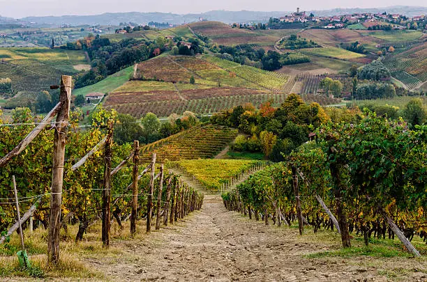 Vineyard of Langhe, in Piedmont, during harvest period in autumn