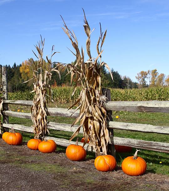 istock Decorating The Corn Field Fence 617588240