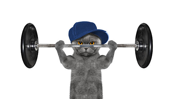 Sport. Cat is going to do exercise with weight stock photo