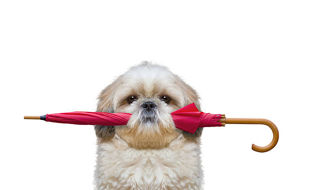 istock Cute dog is holding an umbrella 617588512