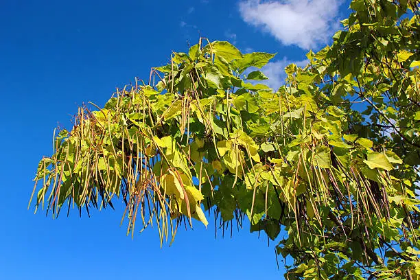 Cigar tree (Catalpa bignonioides) in a park against blue sky