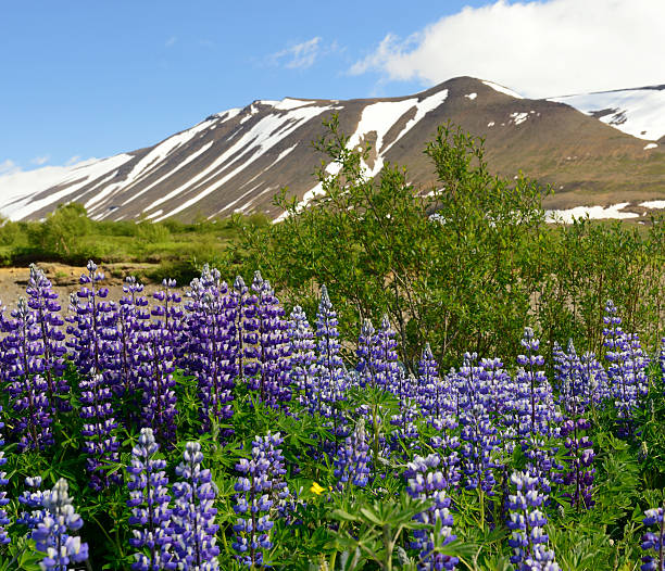 istock Blue Lupines and Mountain 617591576