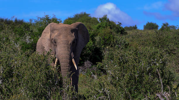 istock Elephant close up in the bush - The African bush 617591716