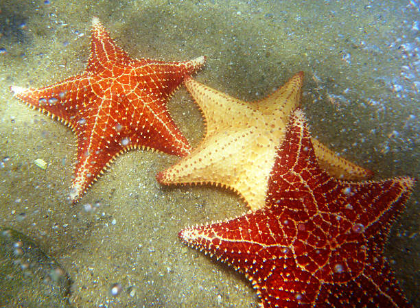 istock Diving in Angra dos Reis, Rio de Janeiro, Brazil 617593320