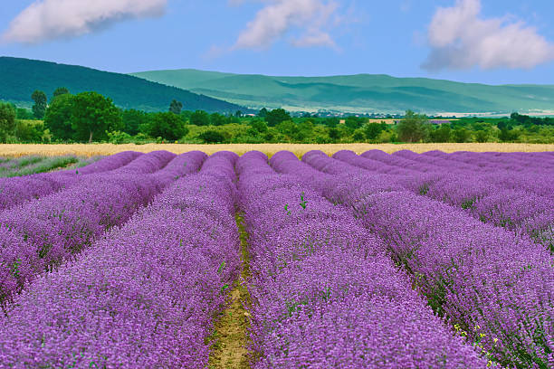 istock Field of Lavender 617593768