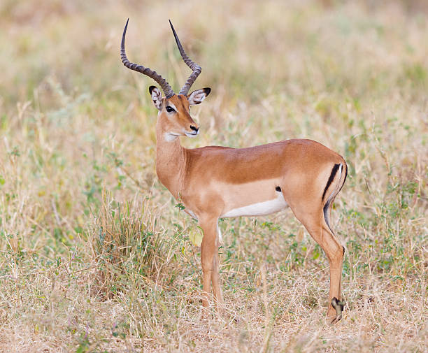 impala im tarangire nationalpark, tansania afrika - impala stock-fotos und bilder