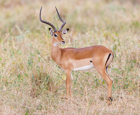 Impala en el Parque Nacional de Tarangire, Tanzania África photo