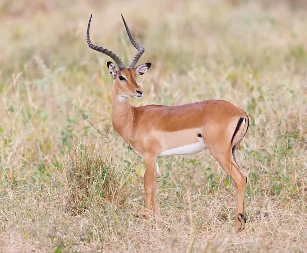 Photo of Impala in Tarangire National Park, Tanzania Africa