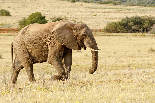 istock African Elephant taking a stroll in the park 617594678