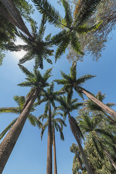 istock Different look at the palm trees IV 617595036