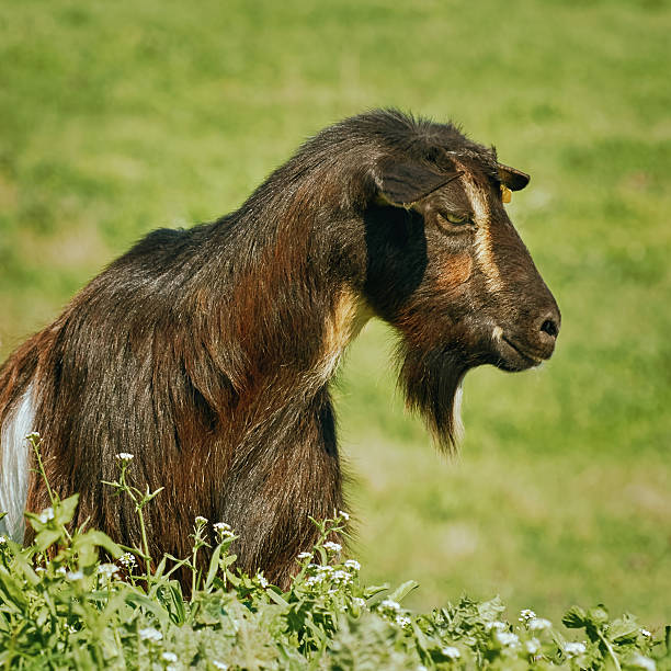 istock Portrait of Billy Goat 617595276