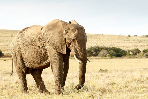 istock Just eating some dry grass - The African Bush Elephant 617595490