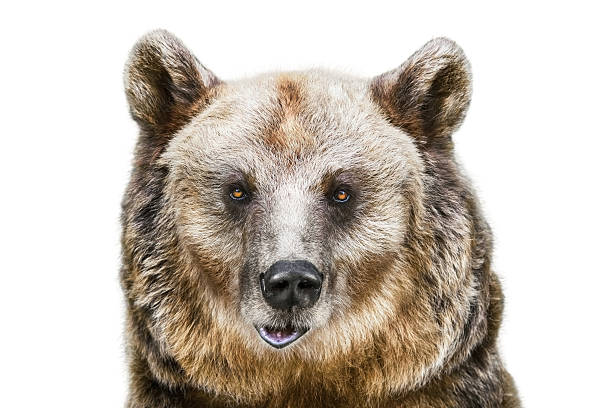 istock Portrait of the Bear 617595492