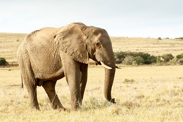 istock Trun up and lets walk - The African Bush Elephant 617595642