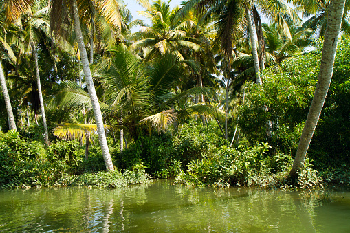 Landscape of Kerala backwaters - a chain of brackish lagoons and lakes lying parallel to the Arabian Sea coast in Kerala, southern India