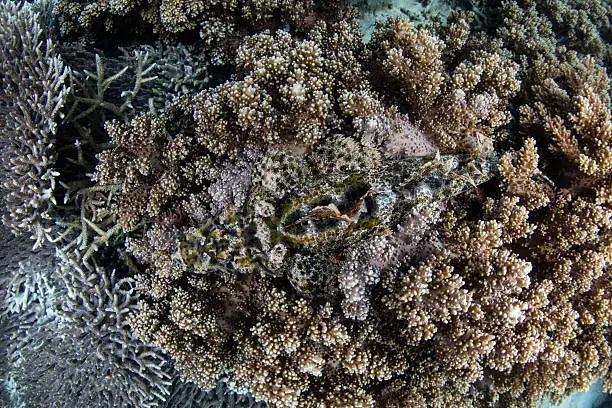 A well-camouflaged Crocodilefish (Cymbacephalus beauforti) lies on a coral reef in Raja Ampat, Indonesia. This ambush predator is common throughout the Indo-Pacific region.